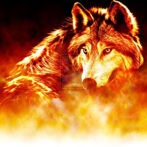 fire Wolf wallpaper HD for mobile 15