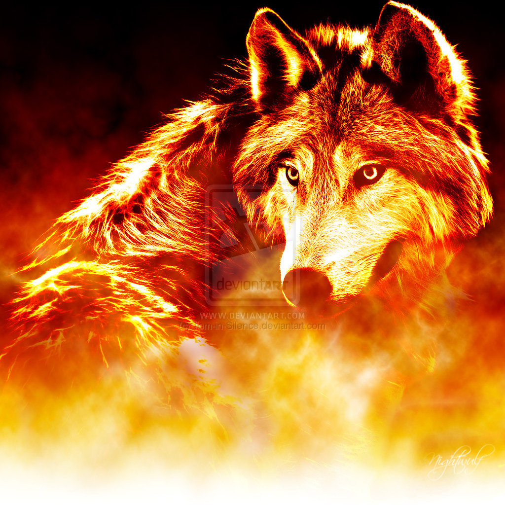 40+Fire Wolf hd wallpapers free download pc laptop android phone